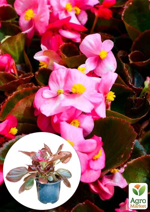 Бегонія вічноквітуча "Cocktail Vodka" 1 шт.