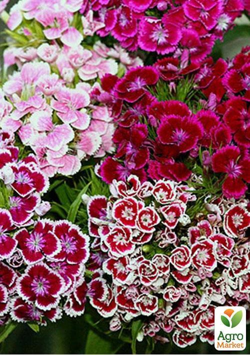 Гвоздика "Турецька" (Зипер) ТМ "Весна" 1г - фото 3
