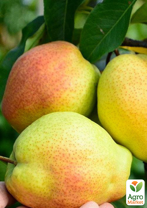 Груша "Киргизская" (зимний сорт, поздний срок созревания)