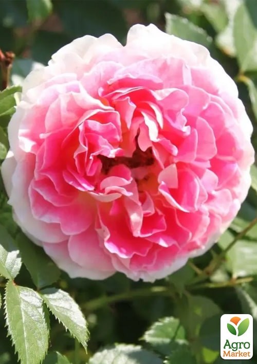 Роза в контейнере английская "Эдем" (саженец класса АА+)  - фото 2