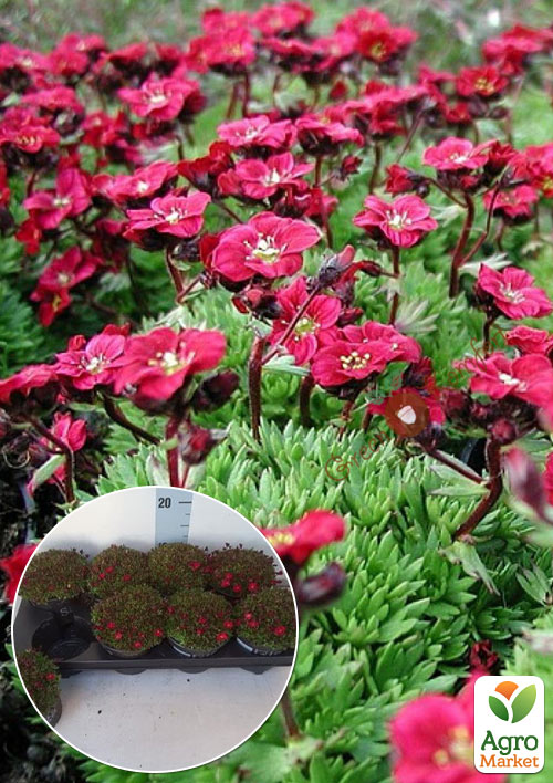 LMTD Ломикамінь квітучий килим "Peter Pan"