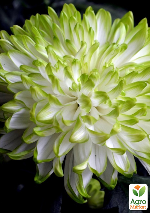 Хризантема "Greenstar" (низкоросла крупноквіткова)  - фото 2