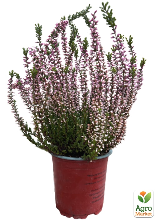 Верес звичайний "Amethyst" - фото 5