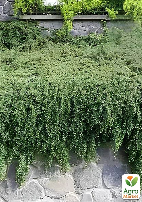 Кизильник Даммера "Mooncreeper", С2