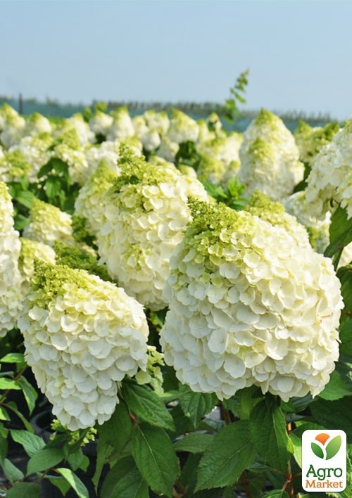 Гортензія 3-х річна волотиста "Magical Mont Blanc" - фото 2