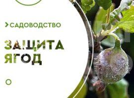 Хвороби агрусу - корисні статті про садівництво від Agro-Market