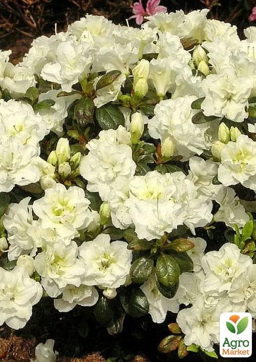 Азалия Японская "Снежная жемчужина"(Azalea japonica Schneeperlе) - фото 5