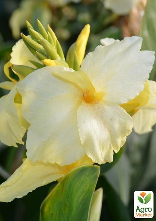 Канна Низкорослая "Puck" 