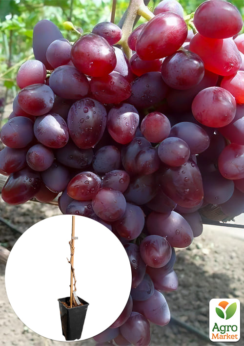 Виноград десертний "Полонез" (вкорінений саджанець у контейнері)