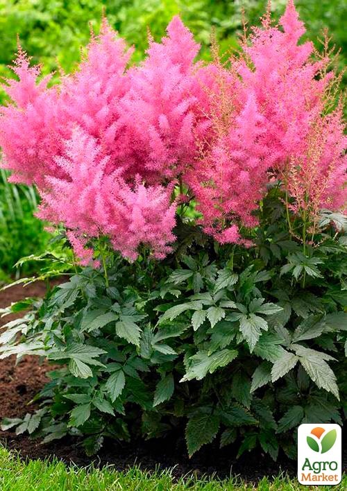 Астильба "Gloria" 1шт - фото 4