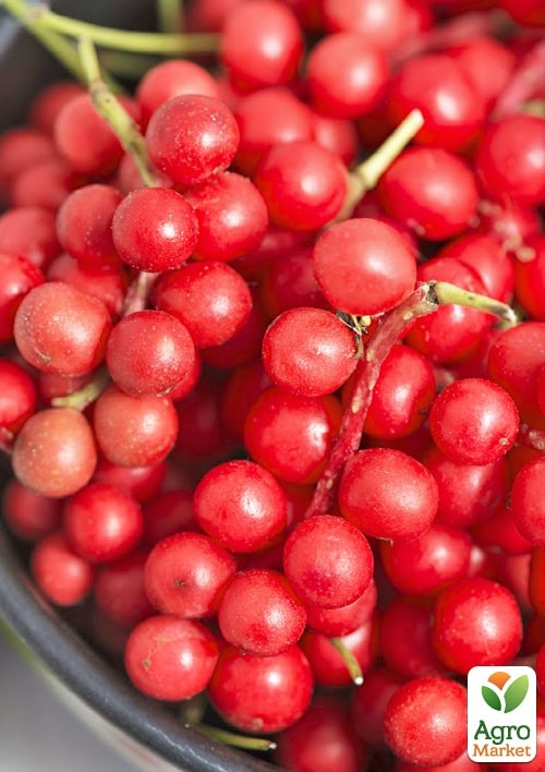 Лимонник китайский 2-х летний "Schisandra chinensis" С1.5 - фото 5