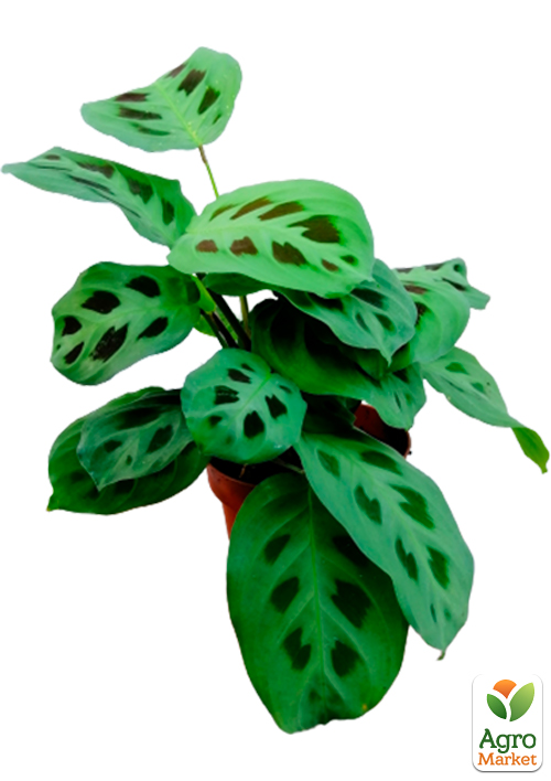 Маранта "Kerchoveana" - фото 5