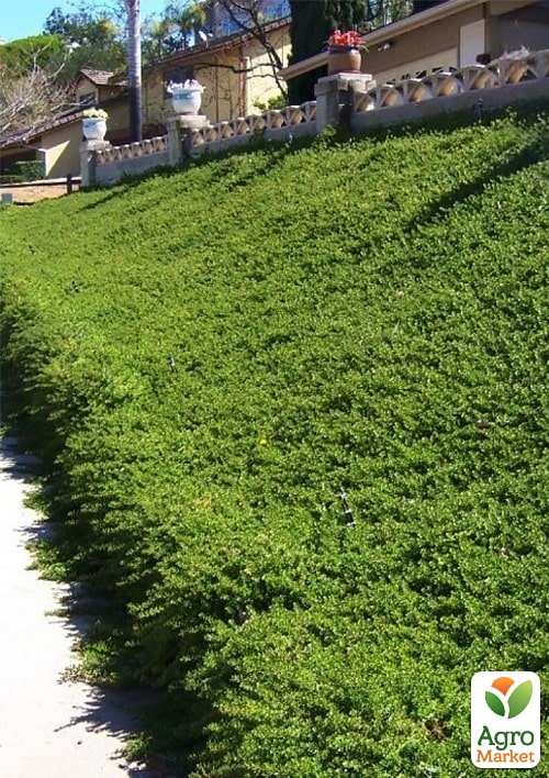 Кизильник Даммера "Major", С2