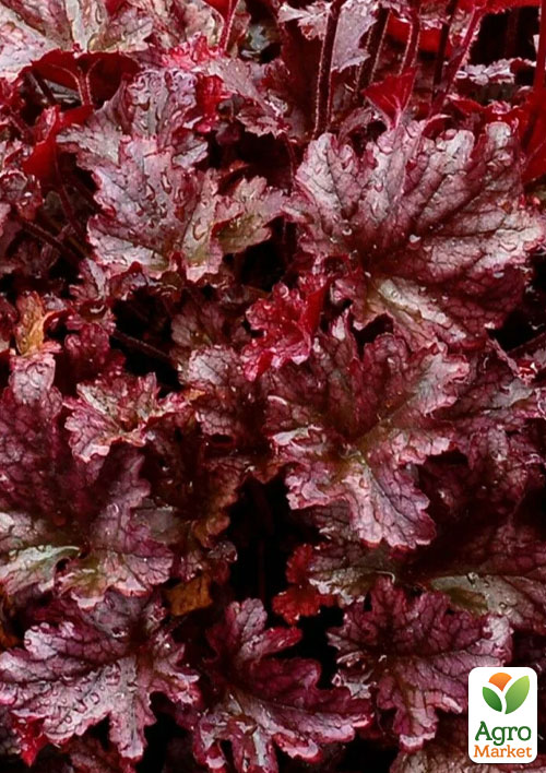 Гейхера (Heuchera) "Berry Marmalade" С1 (высота 15-30см)