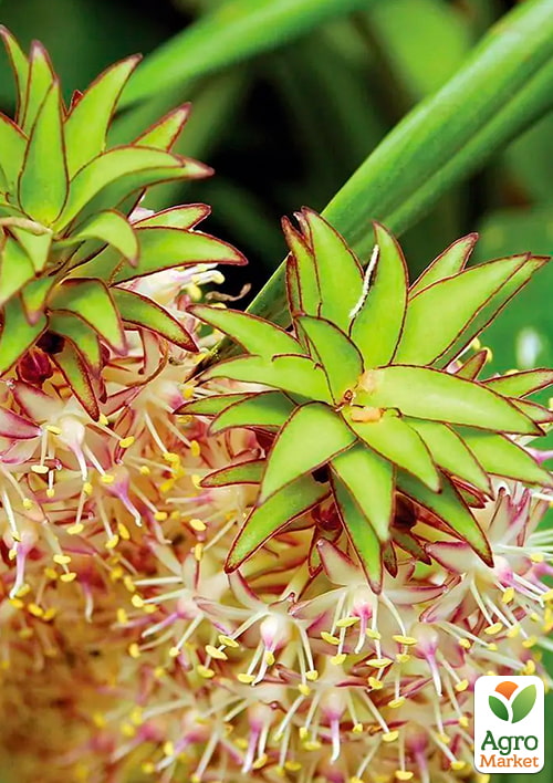 Ананас комнатный "Чампака" - фото 4