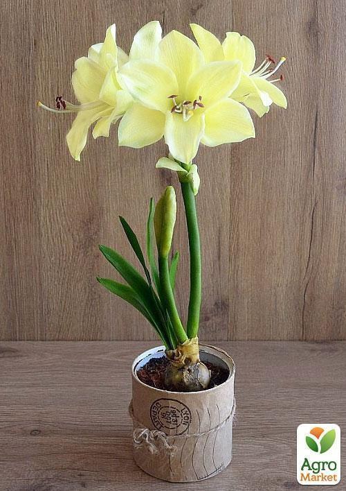 Амариллис в горшке "Волшебная ночь" - фото 4