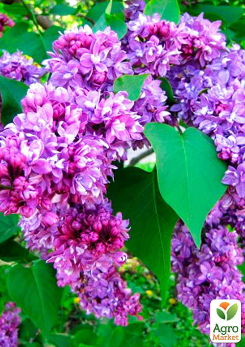 Сирень махровая "Огни Донбасса" - фото 5