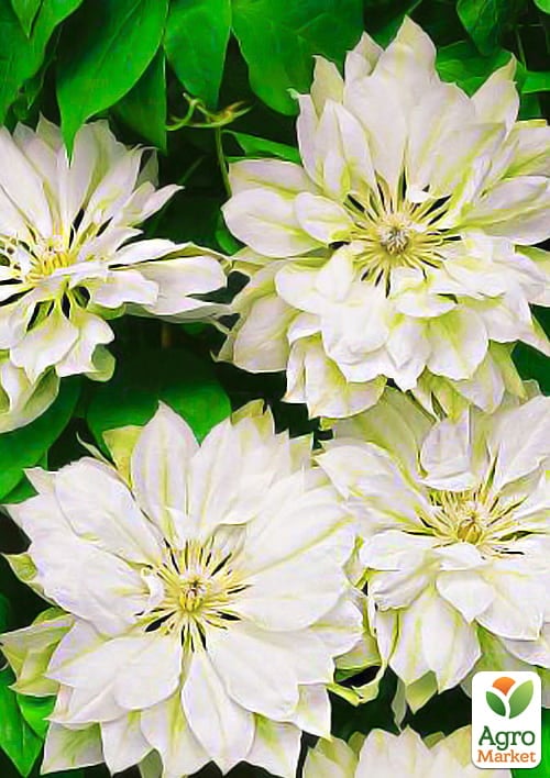 Клематис "Yukiokoshi" (повторноквітучий сорт)