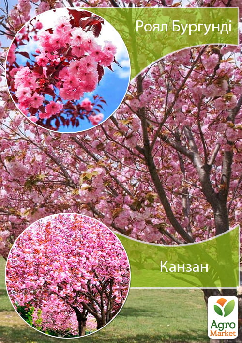 Сакура на штамбе "Роял Бургунди+Канзан"