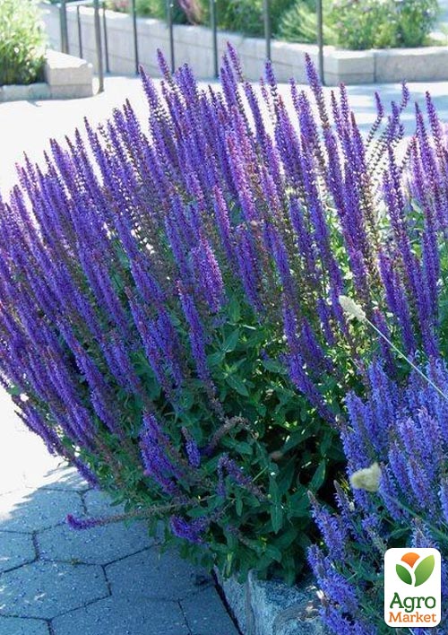 Шалфей Sallyfun "Blue Lagoon" (Salvia farinacea)