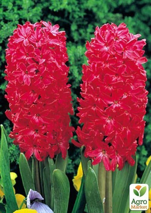 Гиацинт "Jan Bos" (размер 14/15 , крупный) 2шт в упаковке - фото 2