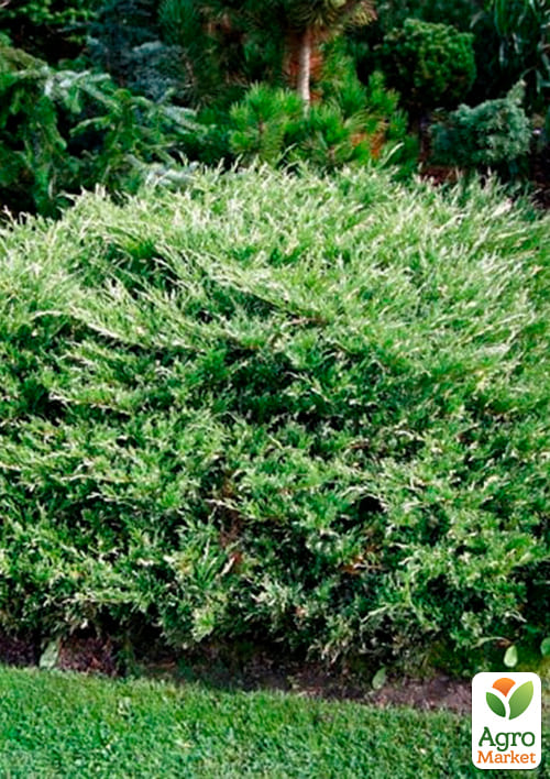 Можжевельник горизонтальный "Андорра Вариегата" (Andorra Variegatа) горшок P9  - фото 7