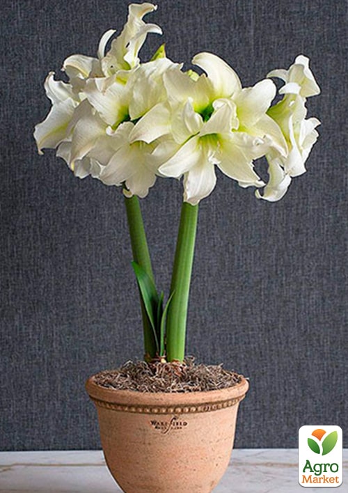 Гіппеаструм махровий "Ice Queen" (Амарілліс) - фото 4