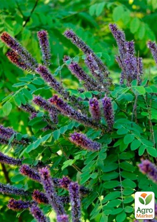 Аморфа кустарниковая (прекрасный медонос и пыльценос), Р9