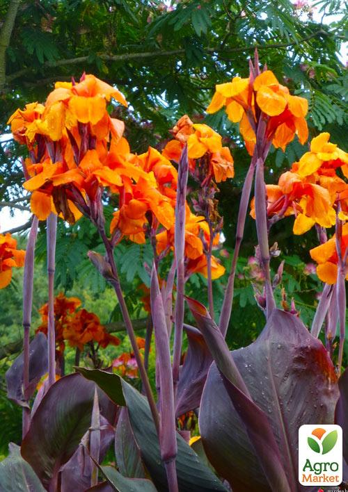 Канна Темнолистная "Wyoming" 