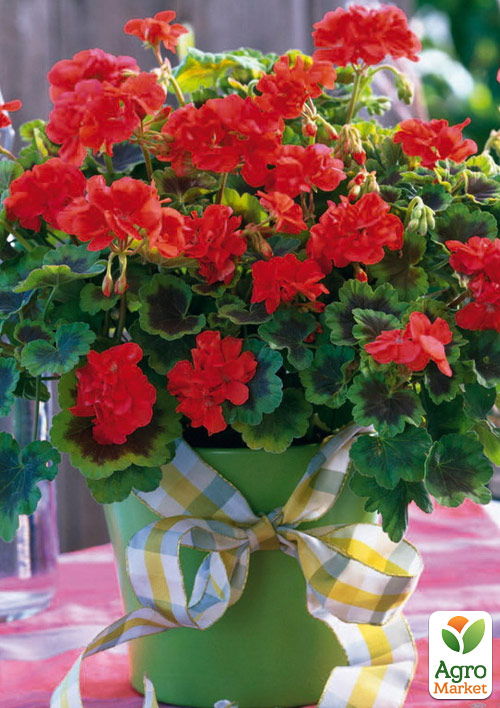 Пеларгония пестролистная "Dark Velvet"  - фото 3