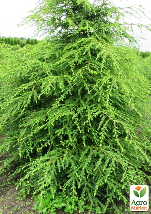 Тсуга "Канадська" C2, висота 30-40см - фото 3