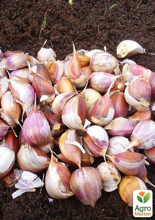 Часник посадковий (зубчики) "Любаша" Україна 0,2кг