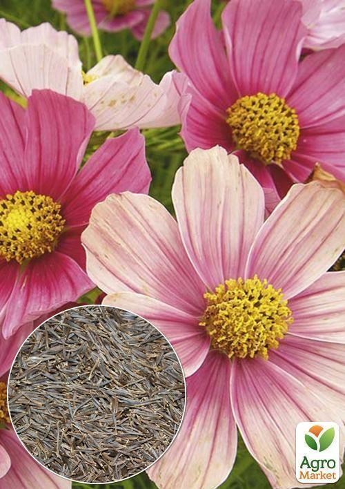 На вагу Космея "Космос" ТМ "Весна" ціна за 2г