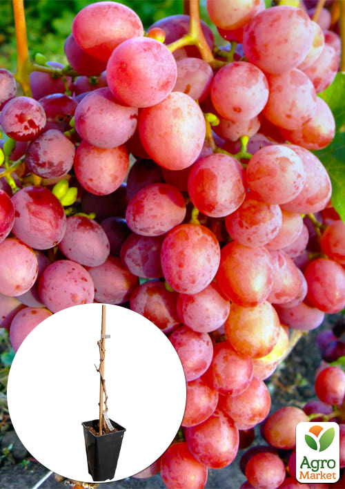 Виноград десертный "Велюр" (укорененный саженец в контейнере)