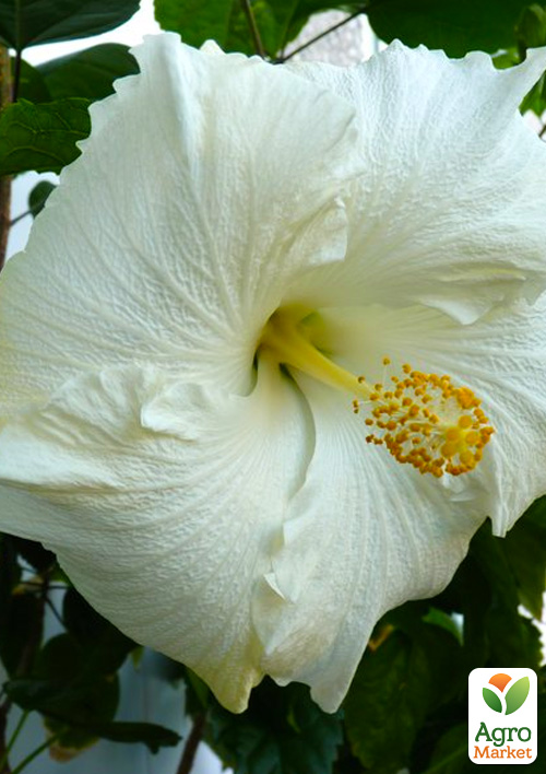 Гибискус комнатный "Boreas White"  - фото 6