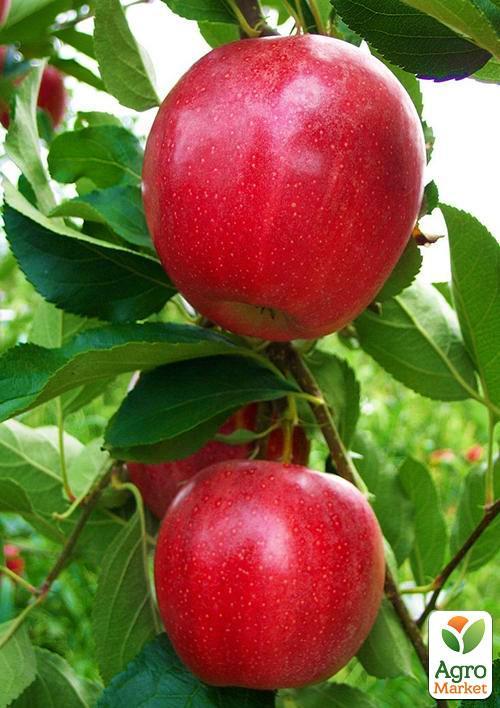 Яблоня "Гала Галакси" (осенний сорт, средний срок созревания)