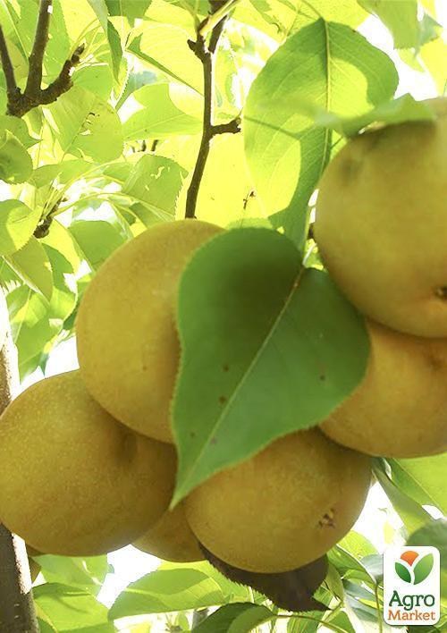 Эксклюзив! Азиатская груша желтая с бронзовой покровной окраской "Косуи" (Kosui) (премиальный осенний сочный сорт)