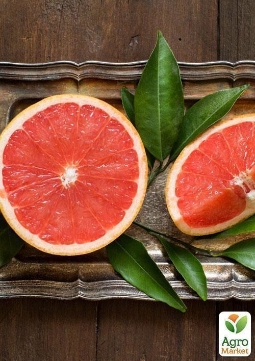 Грейпфрут "Красный рубин" (саженец 2 года) - фото 2