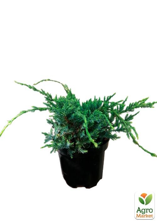 Можжевельник чешуйчатый "Holger" вазон С1,5 высота 20-30см - фото 2