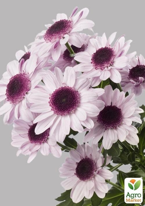 Хризантема кустовая срезочная "Stressa Pink"