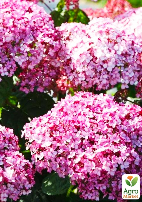 Гортензія деревоподібна "Candybelle Bubblegum" - фото 5
