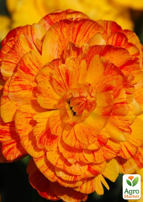 Тюльпан "Sunlover"  - фото 5