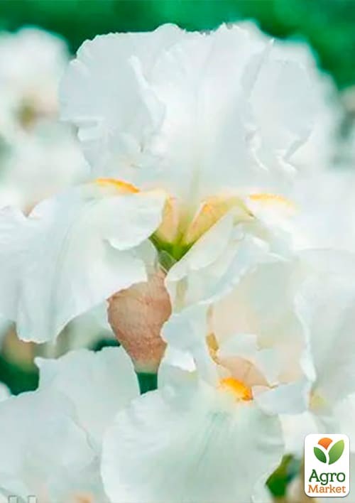 Ирис бородатый крупноцветковый "Эльбрус Алмазный" NEW 1шт в упаковке - фото 2