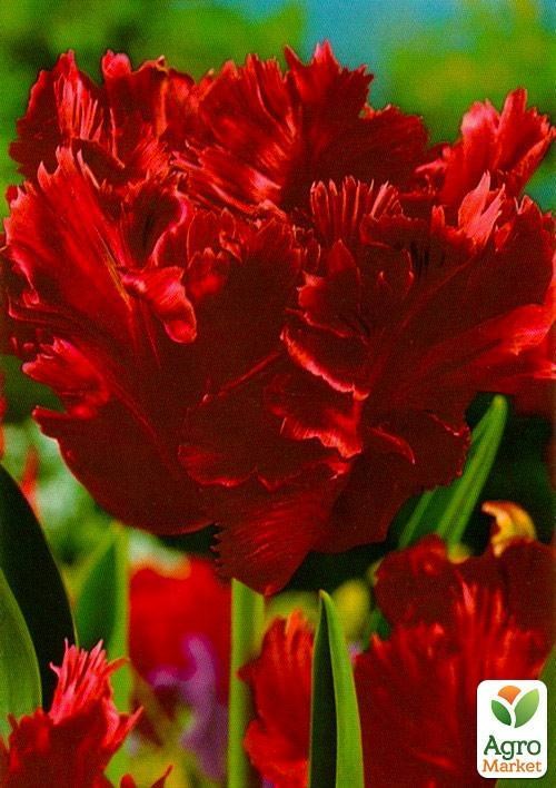 Тюльпан "Karel Doorman" 3шт в упаковці