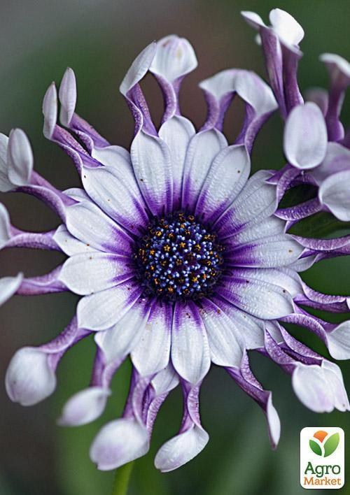 Остеоспермум "White Whirls" (контейнер № 10, высота 10-20 см) - фото 2