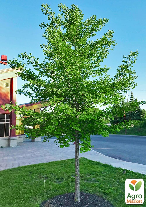 LMTD Гінкго Білоба (висота 20-30см) - фото 9
