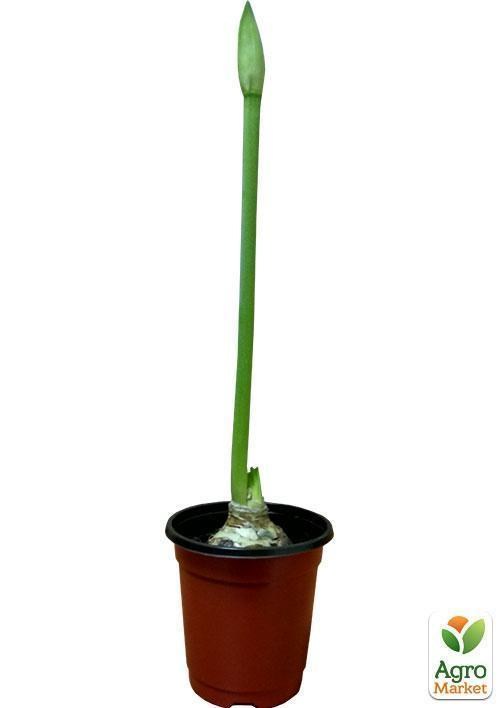 Амариллис в горшке "Новогоднее настроение" - фото 4