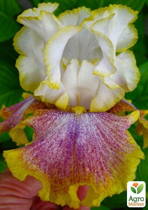 Ирис бородатый крупноцветковый "Ring Around Rosie"  