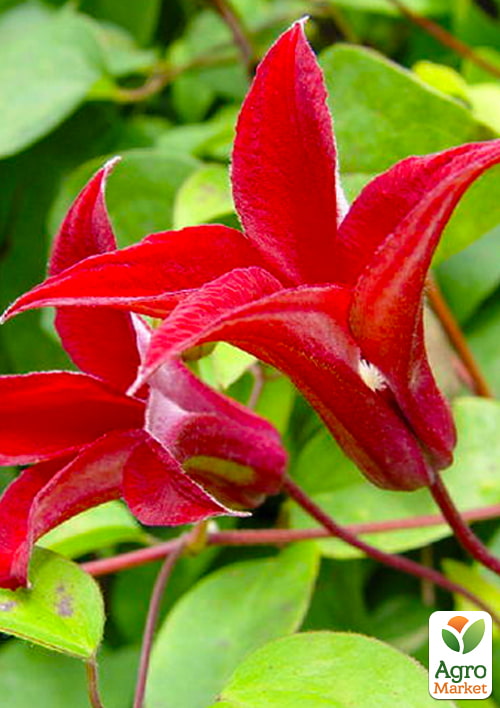 Клематис "Gravetye Beauty" NEW