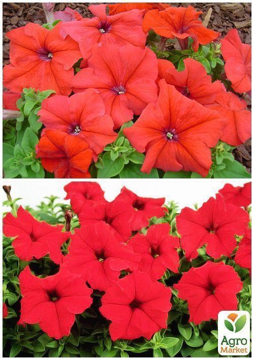 На развес Петуния "Крупноцветковая красная" ТМ "Весна" цена за 1,5г - фото 4
